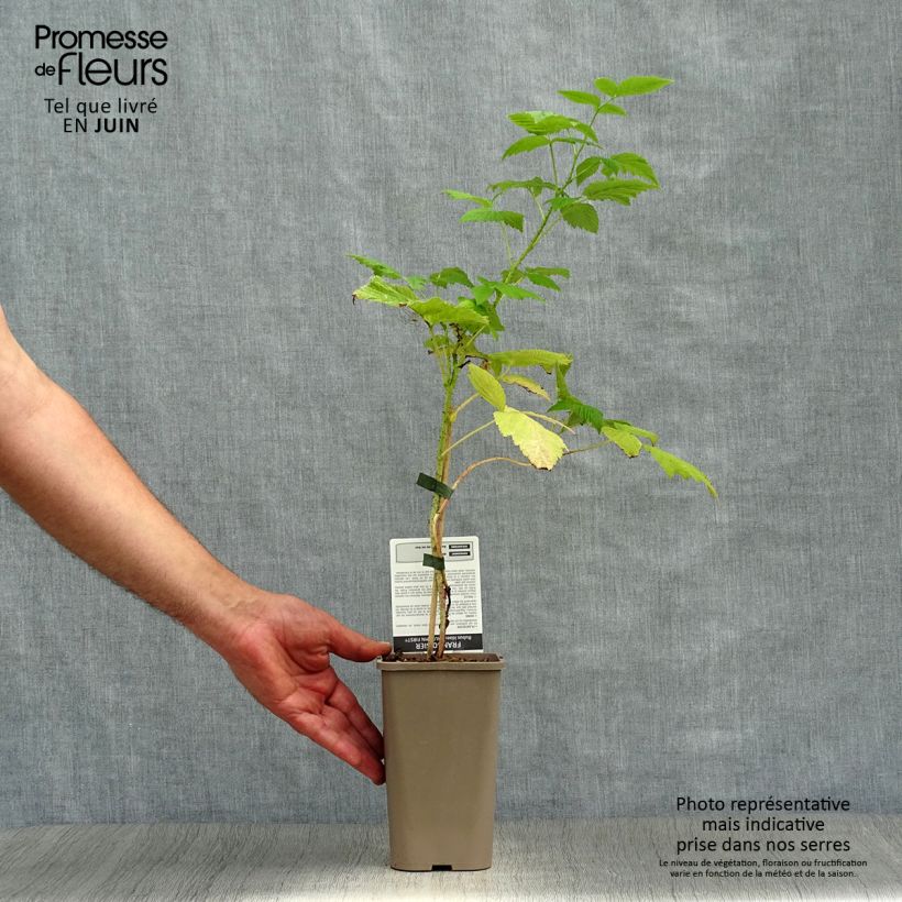 Ejemplar de Frambuesa Autumn First Maceta 1,5L/2L, Formación arbustivaAltura de entrega aprox. 30/40cm entregado en verano