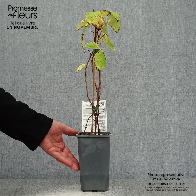 Ejemplar de Frambuesa Autumn Happy Maceta 1,5L/2L, Formación arbustiva entregado en otoño