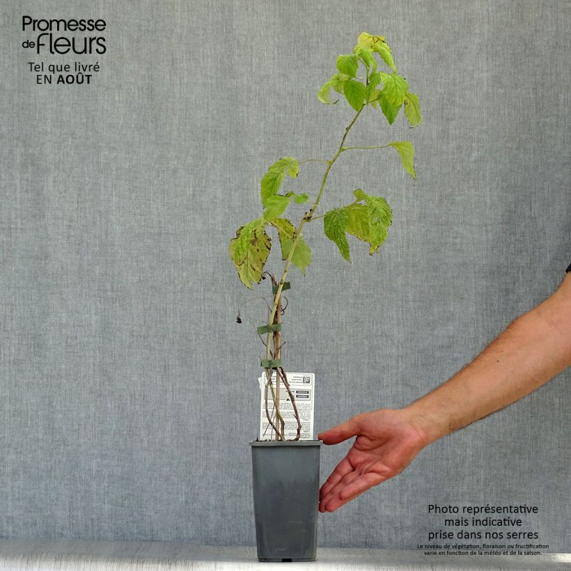 Ejemplar de Frambuesa Autumn Happy Maceta 1,5L/2L, Formación arbustivaAltura de entrega aprox. 30/40cm entregado en verano