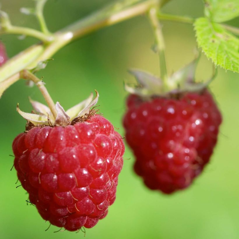 Frambuesa Délice de framboise (Cosecha)