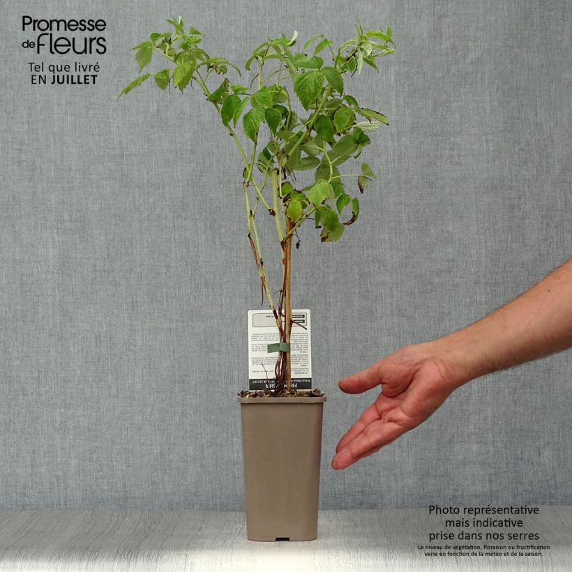 Ejemplar de Frambuesa Golden Everest Bio Maceta 1,5L/2L, Formación arbustivaAltura de entrega aprox. 40/50 cm entregado en verano