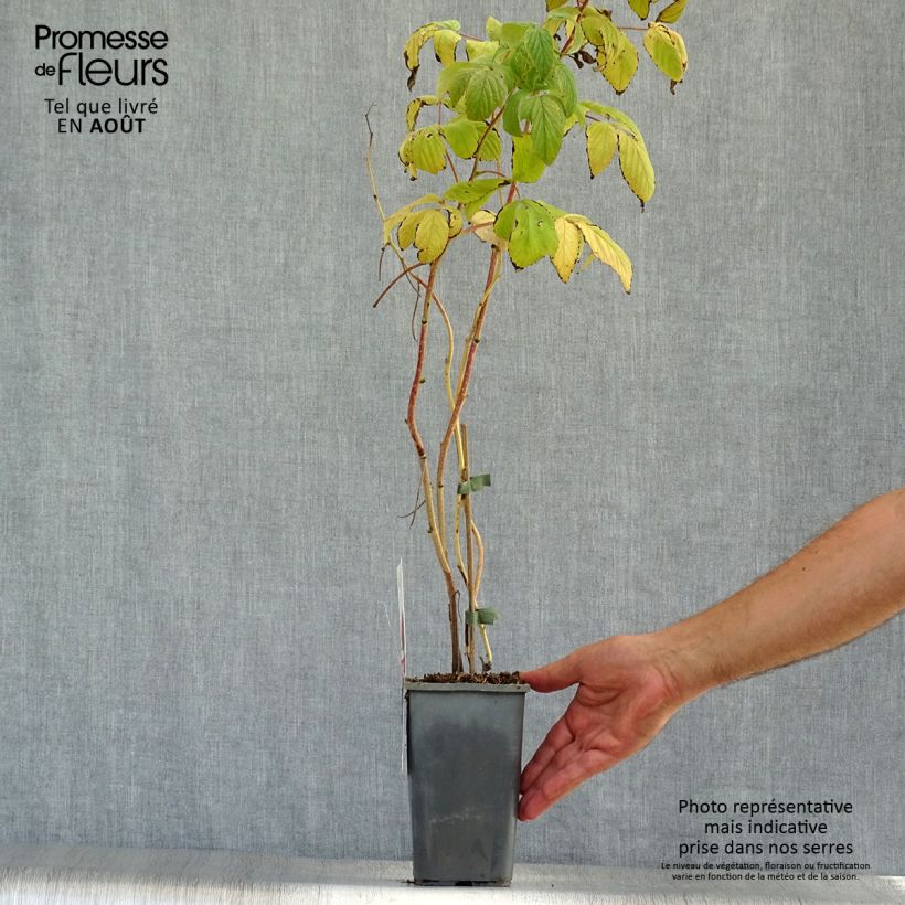 Ejemplar de Frambuesa Heritage Bio Maceta 1,5L/2L, Formación arbustivaAltura de entrega aprox. 30/40cm entregado en verano