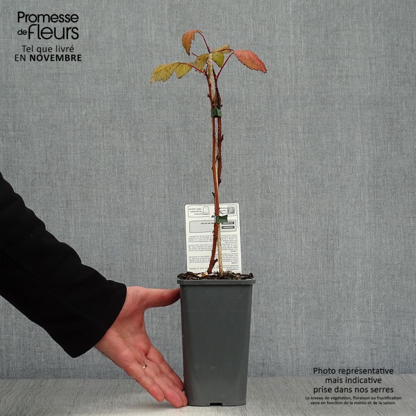 Ejemplar de Frambuesa Heritage Bio Maceta 1,5L/2L, Formación arbustiva entregado en otoño