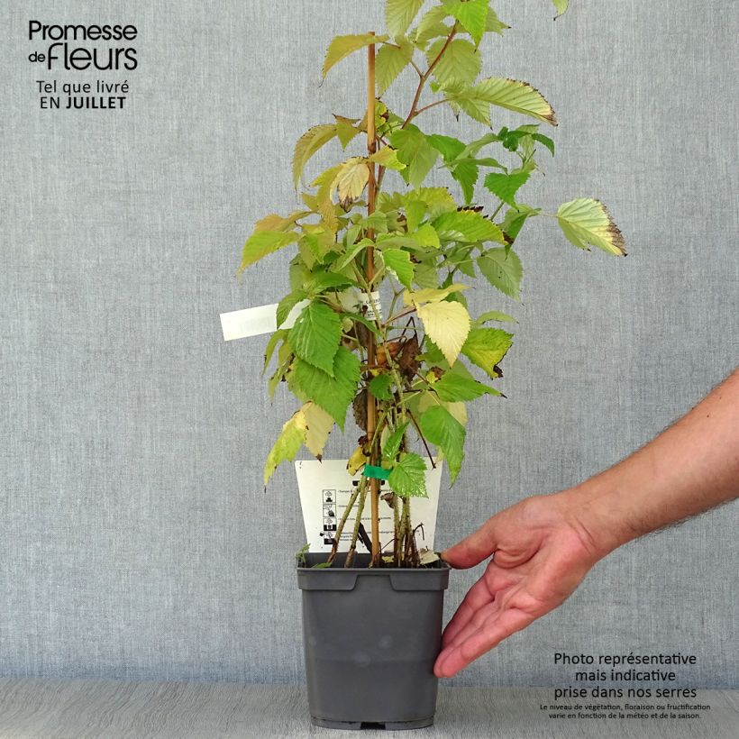 Ejemplar de Frambuesa Magnific Delbard Maceta 2L/3L, Formación arbustivaAltura de entrega aprox. 30/40cm entregado en verano