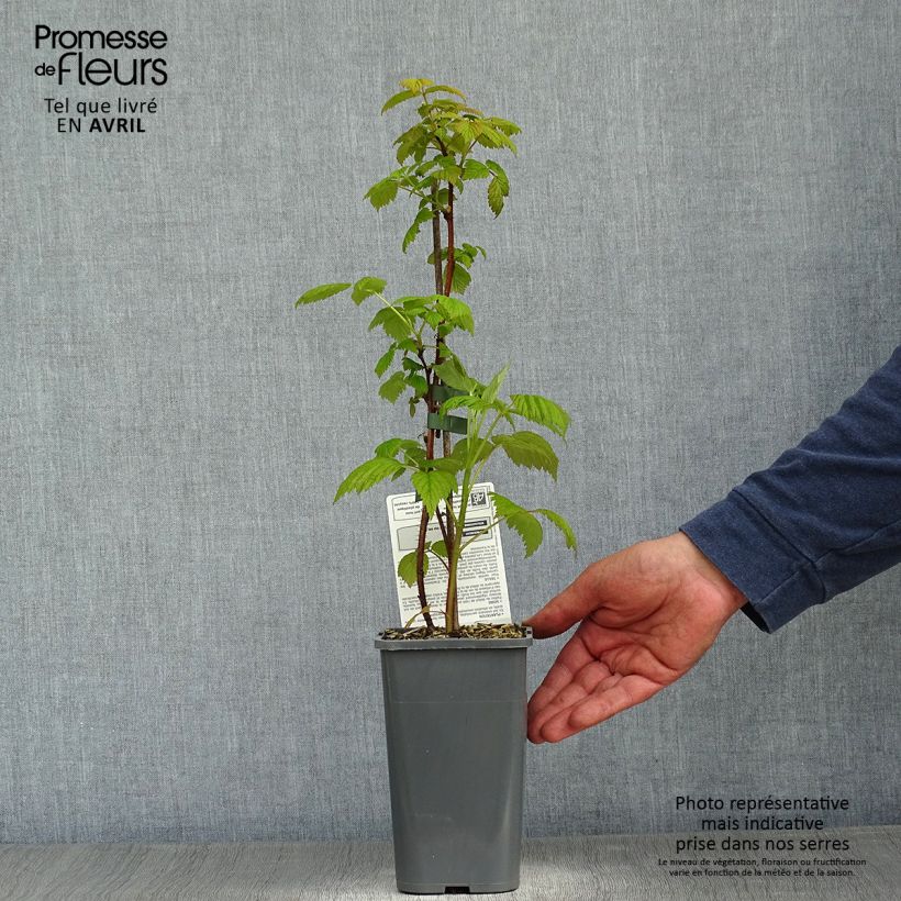 Frambuesa Paris Bio Maceta 1,5L/2L, Formación arbustivaAltura de entrega aprox. 30/40cm Ejemplar entregado en la primavera