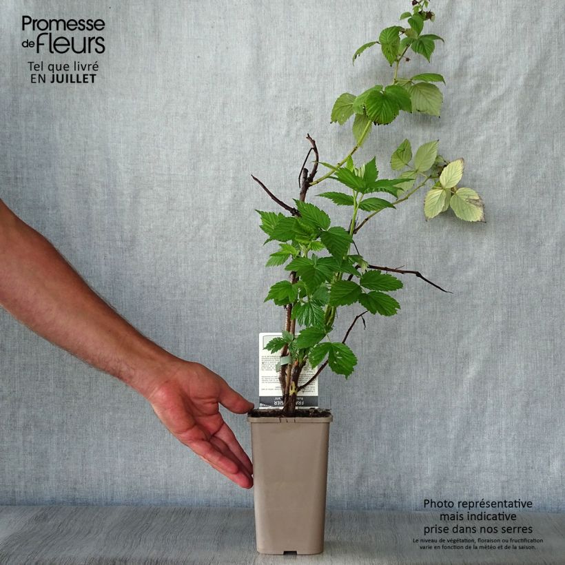 Ejemplar de Frambuesa Paris Maceta 1L/1,5L, Formación arbustivaAltura de entrega aprox. 20/30cm entregado en verano