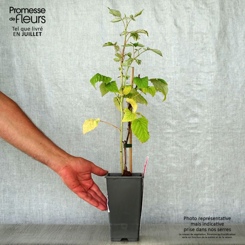 Ejemplar de Frambuesa Schönemann Maceta 1,5L/2L, Formación arbustivaAltura de entrega aprox. 30/40cm entregado en verano