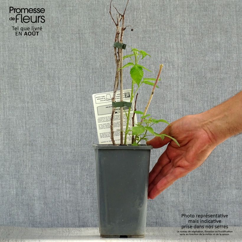 Ejemplar de Frambuesa Zefa Herbsternte B Maceta 1,5L/2L, Formación arbustivaAltura de entrega aprox. 30/40cm entregado en verano