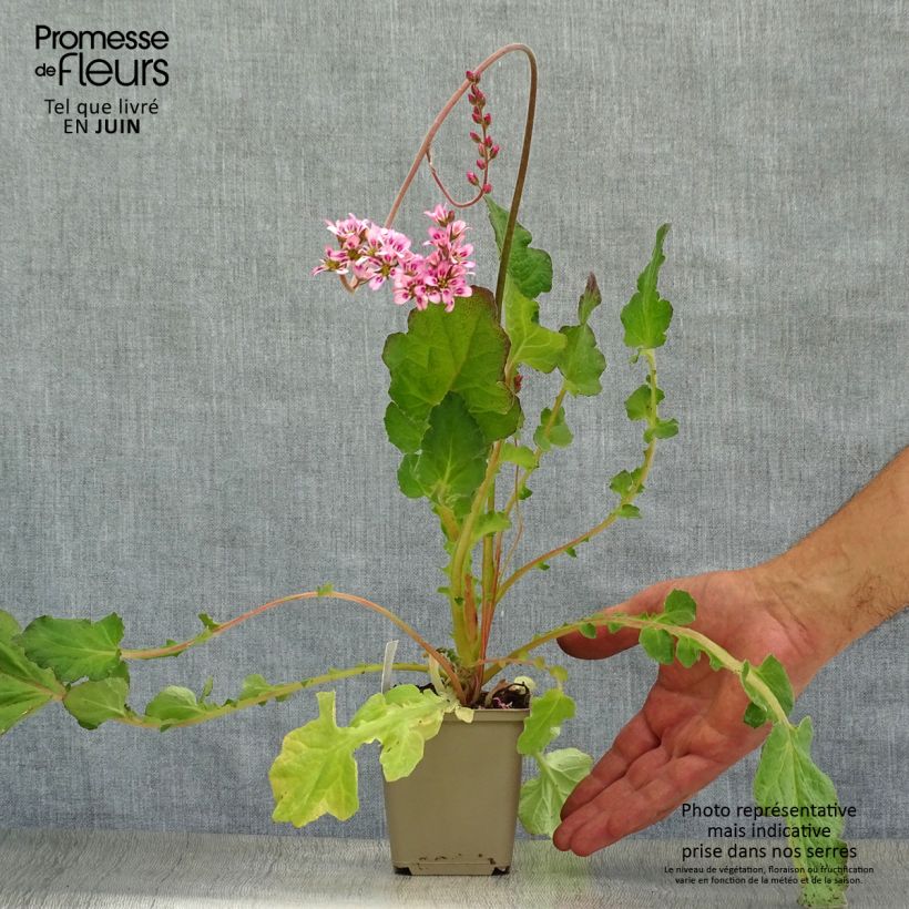 Ejemplar de Francoa sonchifolia - Flor nupcial Maceta de 8/9 cm entregado en verano