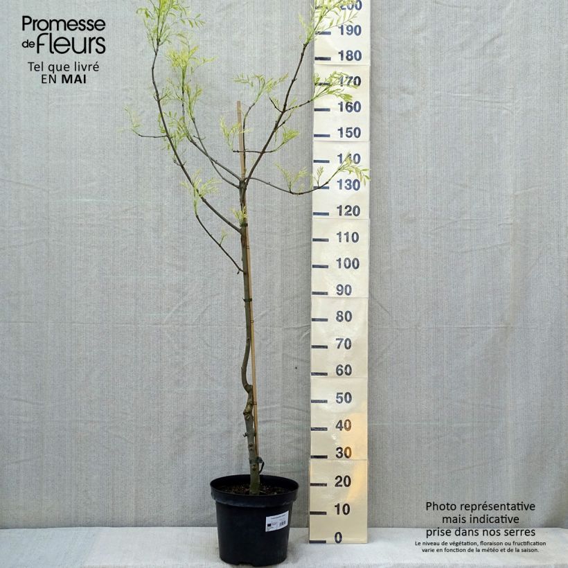 Fresno de hoja estrecha - Fraxinus angustifolia Variegata Maceta 12L/15LAltura de entrega aprox. 140/160cm Ejemplar entregado en la primavera