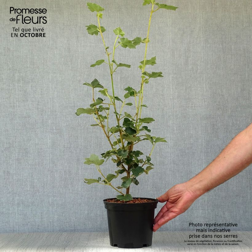 Ejemplar de Fremontodendron californicum Maceta 2L/3L entregado en otoño