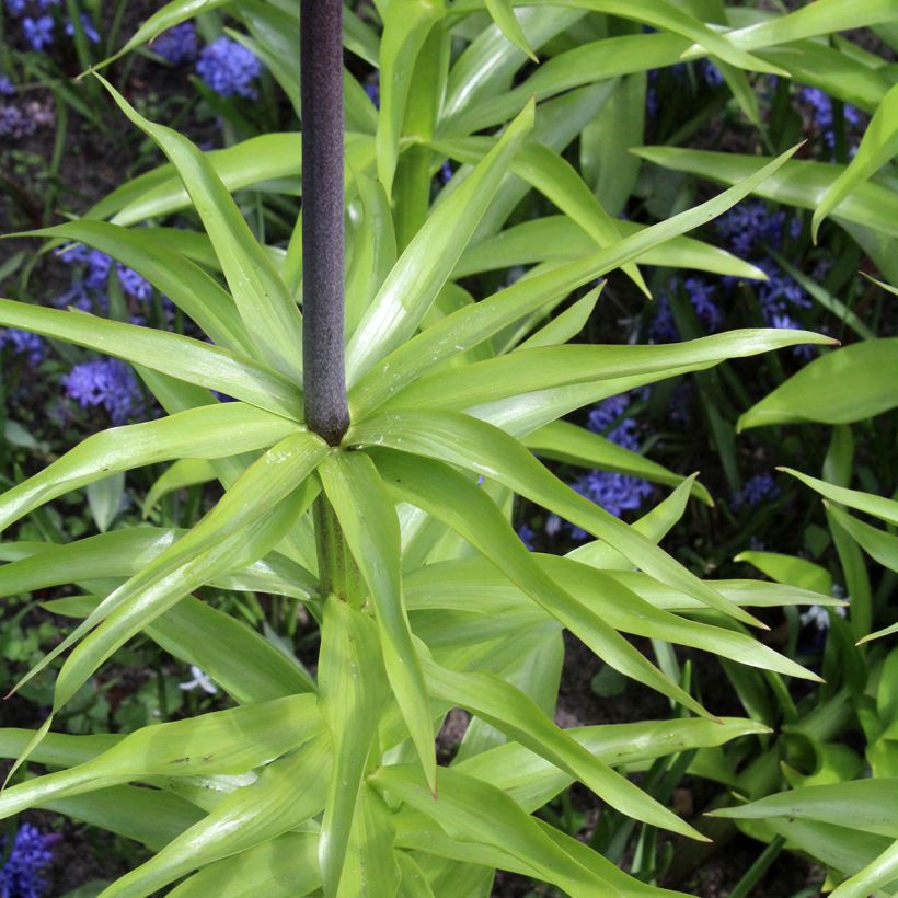 Fritillaria imperialis Orange Beauty - Corona imperial (Follaje)