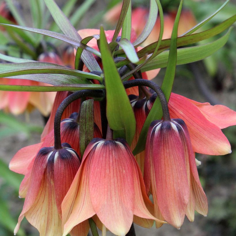 Fritillaria imperialis Orange Beauty - Corona imperial (Floración)