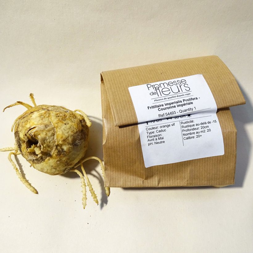 Ejemplo de ejemplar de Fritillaria imperialis Prolifera - Corona imperial Bulbo calibre 20+ tal y como se entrega