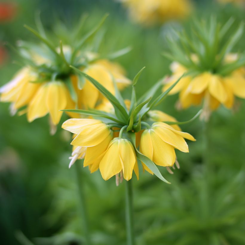Fritillaria imperialis Lutea - Corona imperial (Floración)