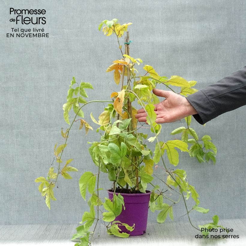Ejemplar de Maracuyá - Passiflora edulis Maceta 1,5L/2L entregado en otoño