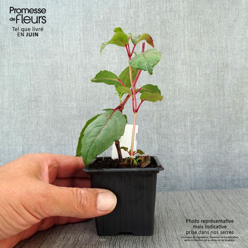 Ejemplar de Fucsia Black Princess Maceta de 8/9 cm entregado en verano