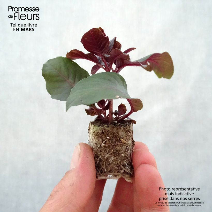 Fucsia triphylla Bush Gartenmeister Bonstedt minicepellón: Ø 3/4 cm Ejemplar entregado en la primavera