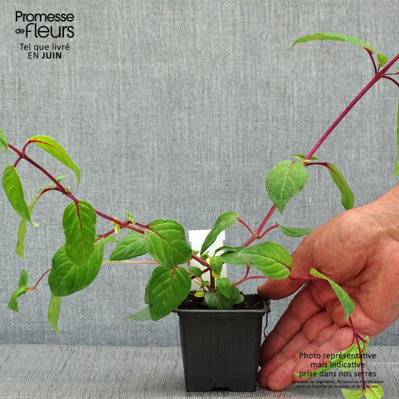 Fucsia Chantilly Maceta de 8/9 cm Ejemplar entregado en la primavera
