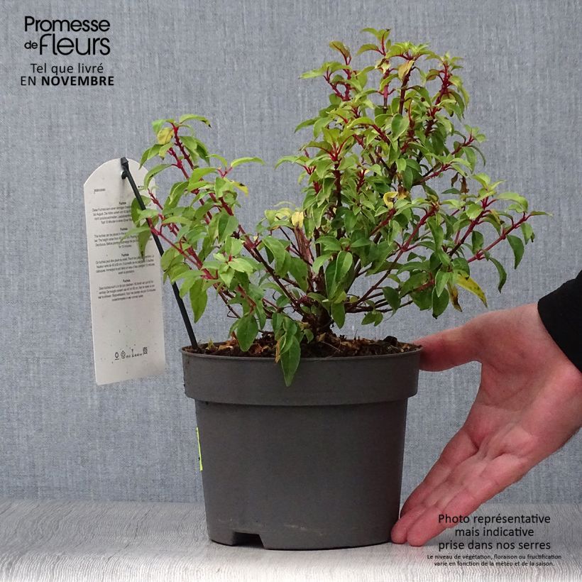 Ejemplar de Fucsia magellanica Genii Maceta 2L/3L entregado en otoño