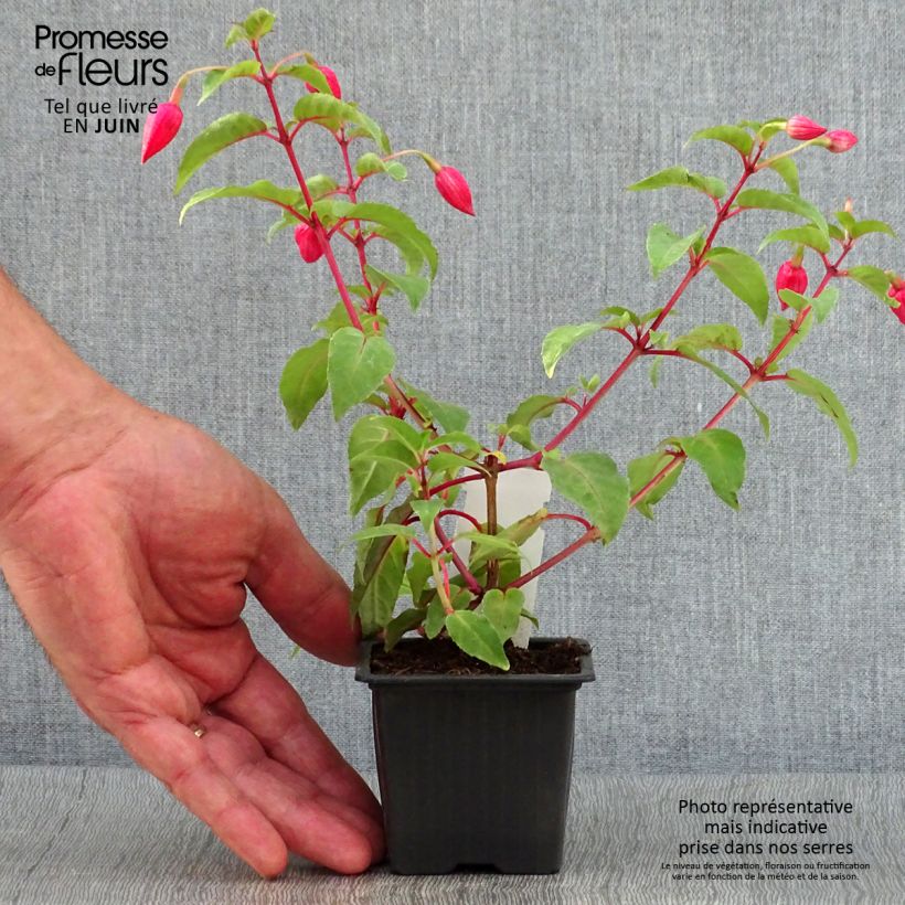 Ejemplar de Fucsia R.A.F Maceta de 8/9 cm entregado en verano