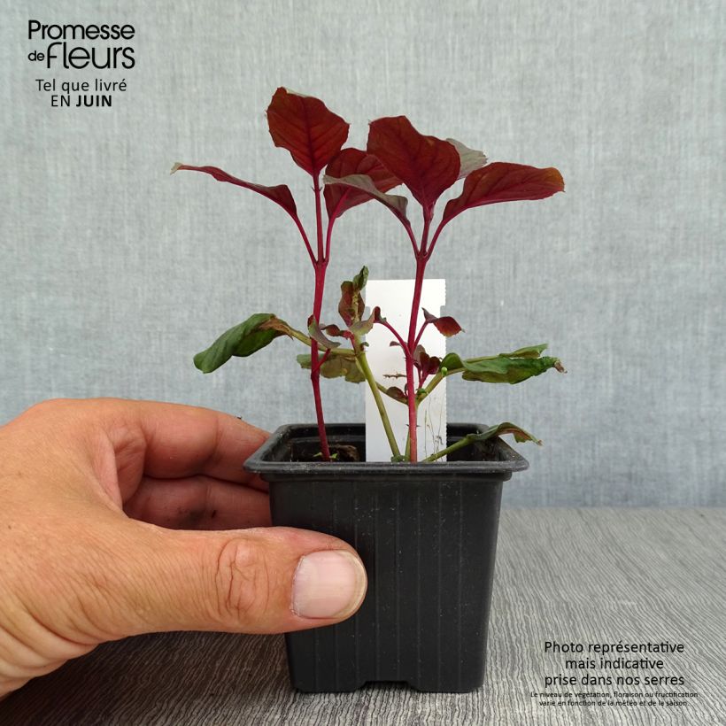 Ejemplar de Fucsia Ting a Ling Maceta de 8/9 cm entregado en verano