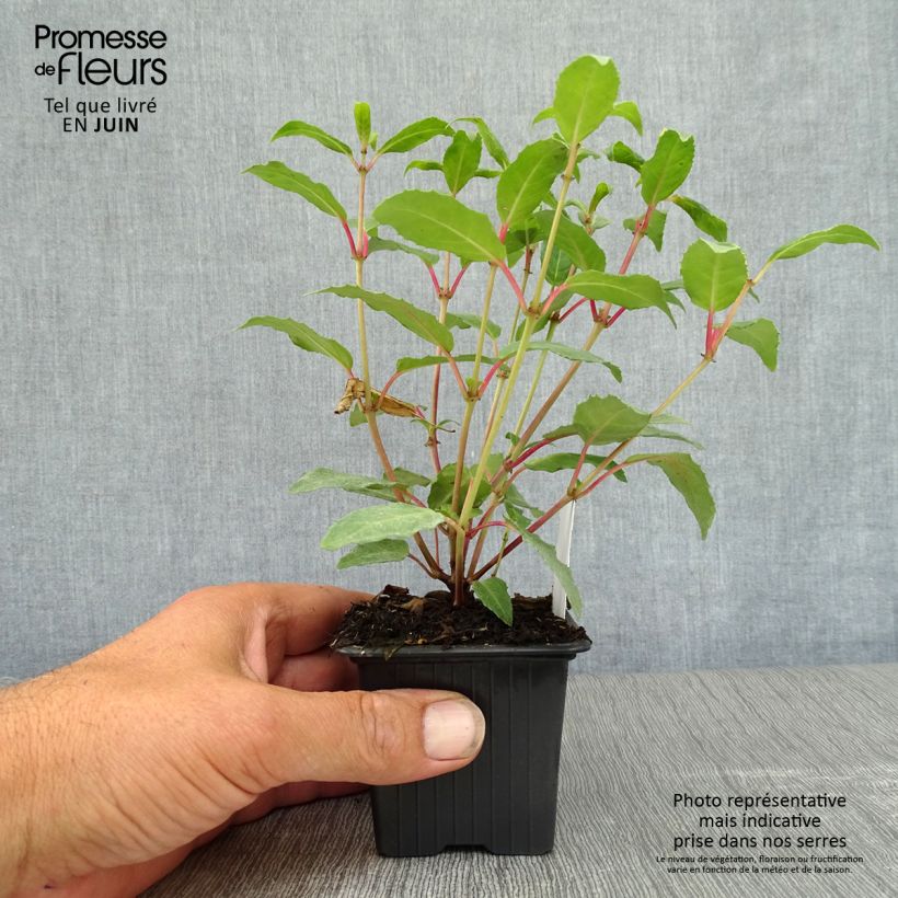 Ejemplar de Fucsia Winston Churchill Maceta de 8/9 cm entregado en verano