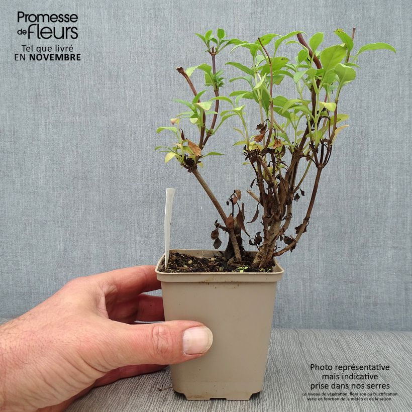 Ejemplar de Phygelius rectus African Queen Maceta de 8/9 cm entregado en otoño