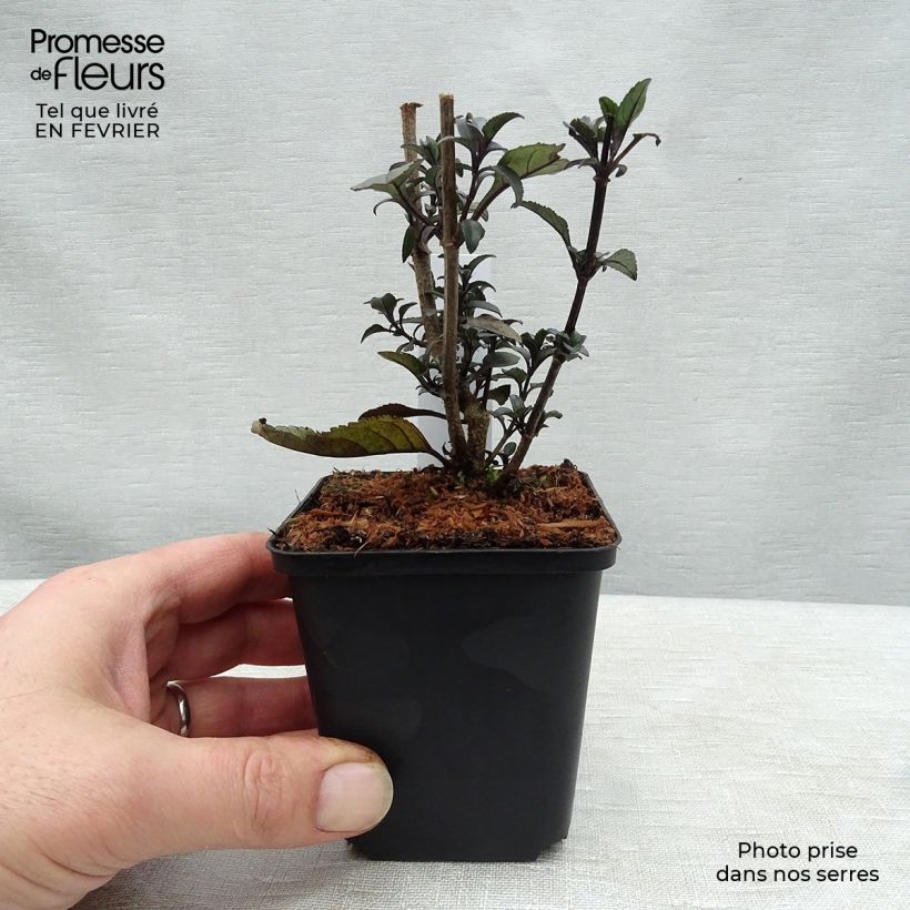 Phygelius rectus Blacher Maceta de 8/9 cm Ejemplar entregado en invierno