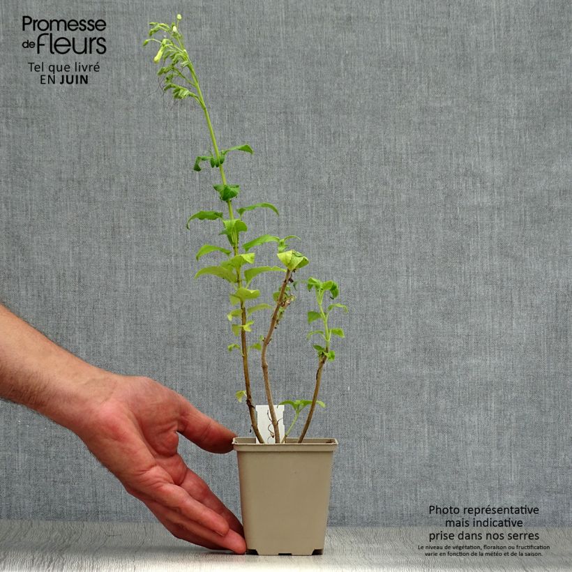 Ejemplar de Phygelius rectus Moonraker Maceta de 8/9 cm entregado en verano