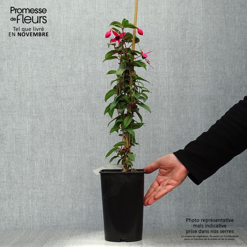 Ejemplar de Fucsia Lady Boothby Maceta 3L/4L entregado en otoño