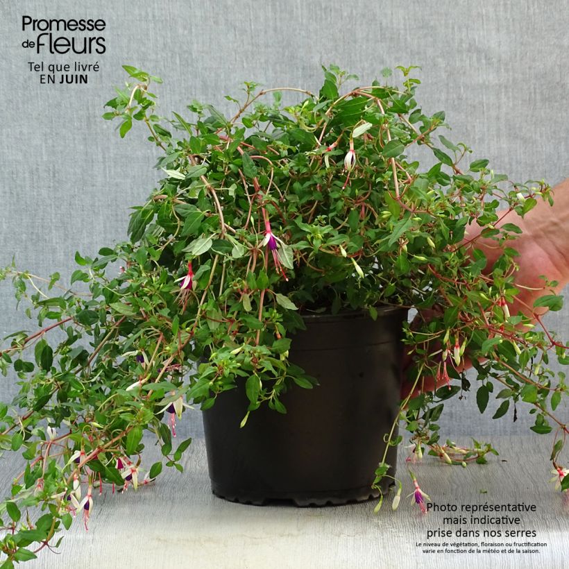 Ejemplar de Fucsia magellanica Arauco Maceta 1,5L/2L entregado en verano