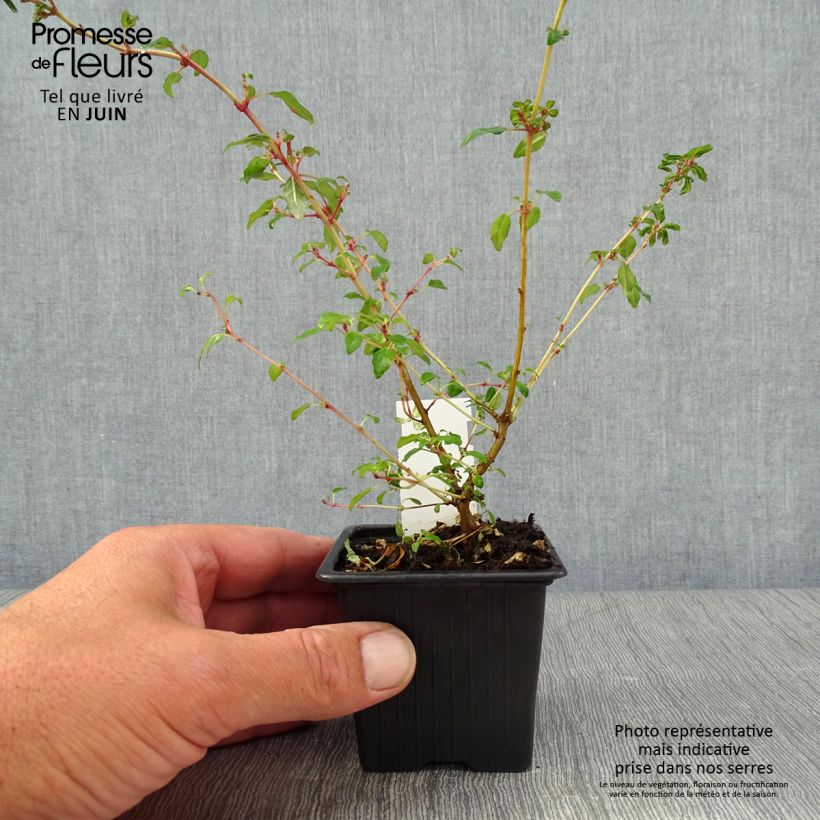 Ejemplar de Fucsia magellanica Arauco Maceta de 8/9 cm entregado en verano