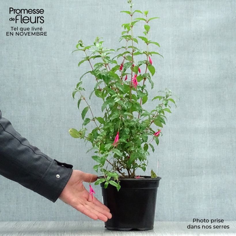 Ejemplar de Fucsia magellanica Riccartonii Maceta 2L/3L entregado en otoño