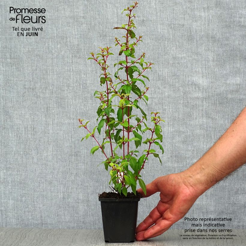 Ejemplar de Fucsia magellanica var. gracilis Aurea Maceta de 7/8 cm entregado en verano