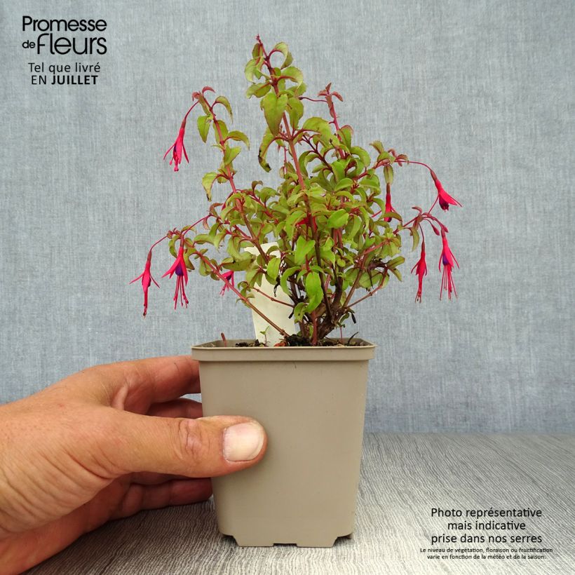 Ejemplar de Fucsia magellanica var. gracilis Maceta de 8/9 cmAltura de entrega aprox. 10/15cm entregado en verano