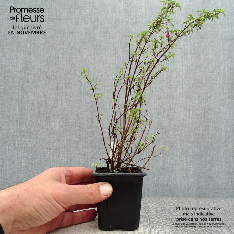 Ejemplar de Fucsia microphylla subsp. microphylla Maceta de 8/9 cm entregado en otoño