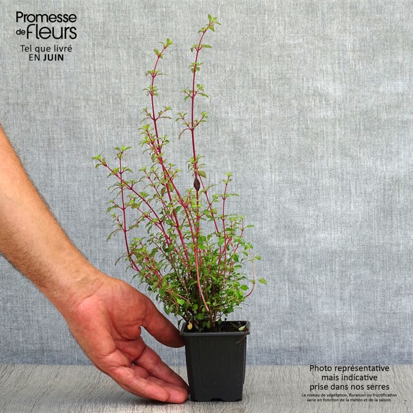 Ejemplar de Fucsia microphylla subsp. microphylla Maceta de 8/9 cmAltura de entrega aprox. 10/15cm entregado en verano