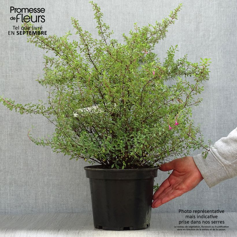 Ejemplar de Fucsia microphylla subsp. microphylla Maceta 4L/5L entregado en otoño