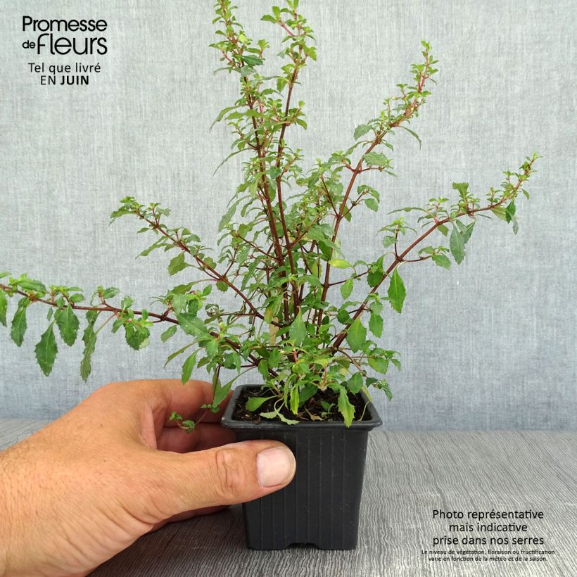 Ejemplar de Fucsia minutiflora Maceta de 8/9 cm entregado en verano