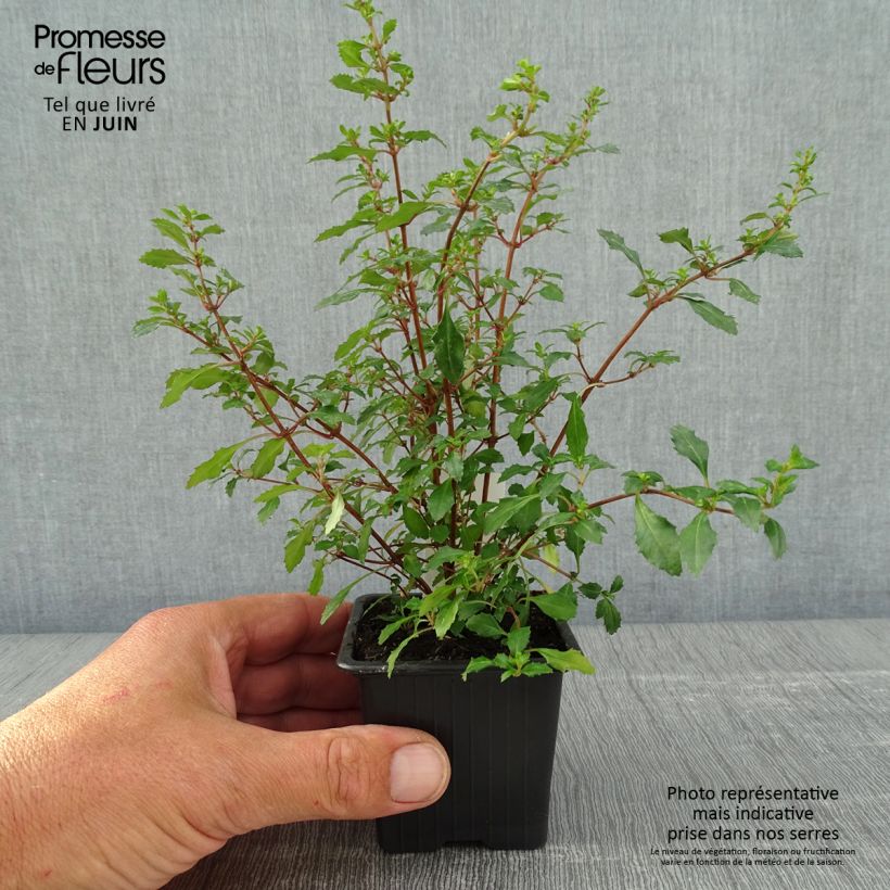 Fucsia minutiflora Maceta de 8/9 cm Ejemplar entregado en la primavera