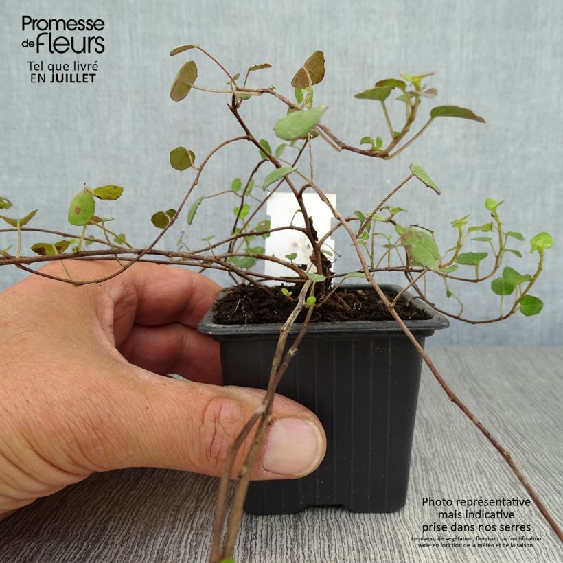Ejemplar de Fucsia procumbens Maceta de 8/9 cm entregado en verano