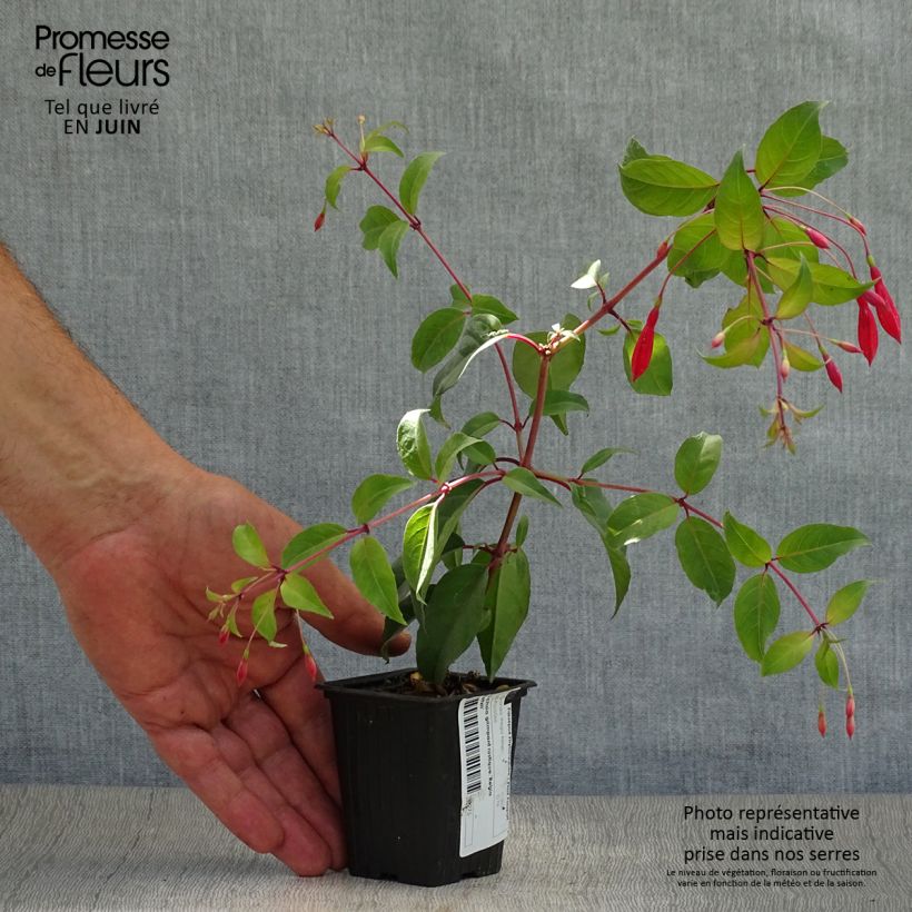 Ejemplar de Fucsia regia Reitzii Maceta de 7/8 cm entregado en verano