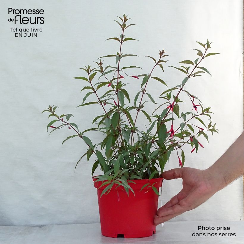 Ejemplar de Fucsia regia Reitzii Maceta 2L/3L entregado en verano