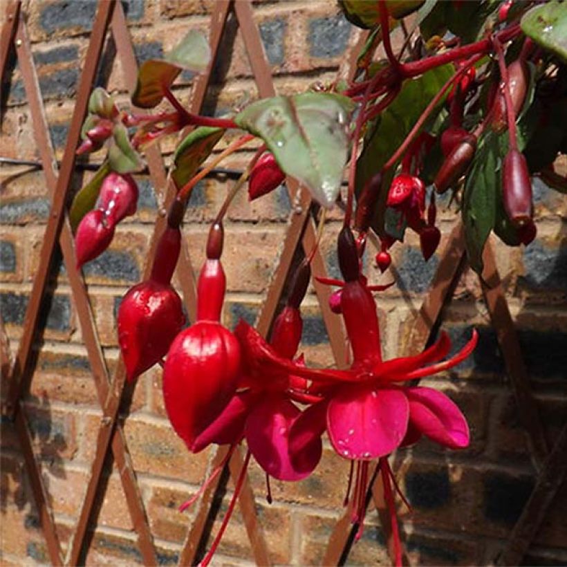 Fucsia Marinka (Floración)