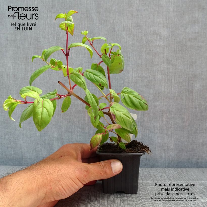 Fucsia Rohees New Millenium Maceta de 8/9 cm Ejemplar entregado en la primavera