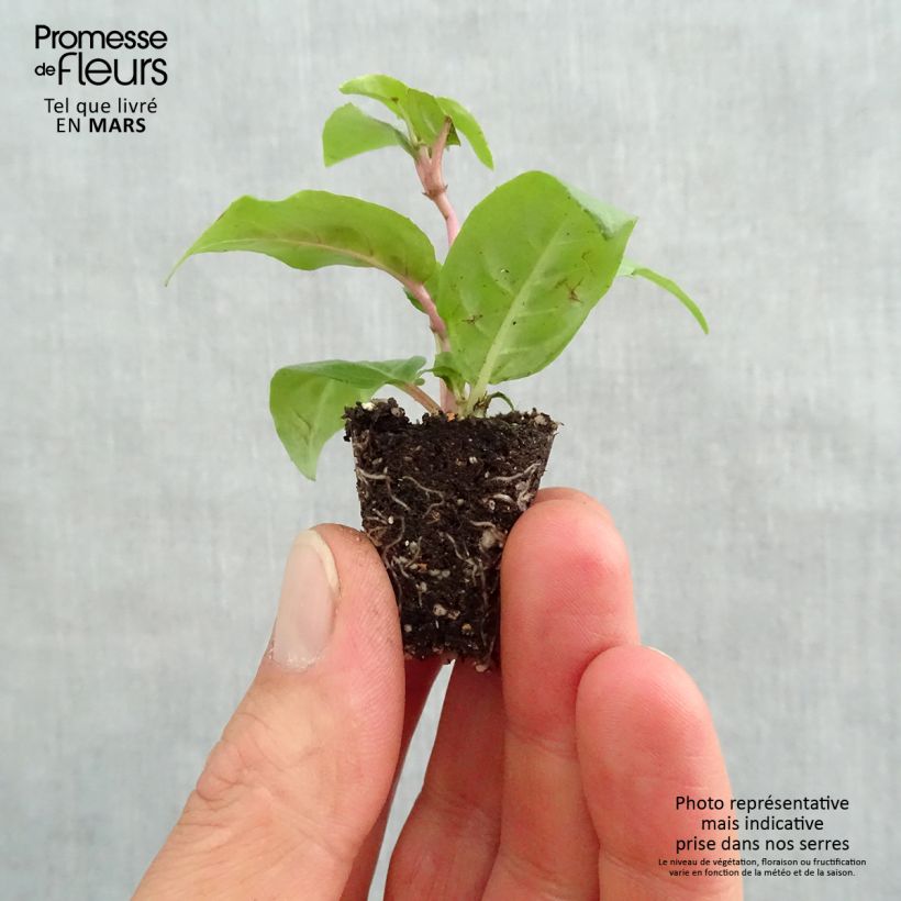 Fucsia Voodoo minicepellón: Ø 3/4 cm Ejemplar entregado en la primavera