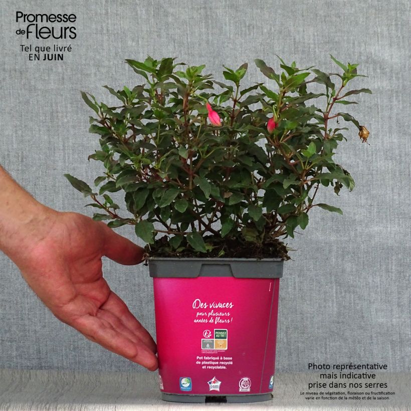 Ejemplar de Fucsia Alice Hoffman Maceta 2L/3LAltura de entrega aprox. 20/30cm entregado en verano