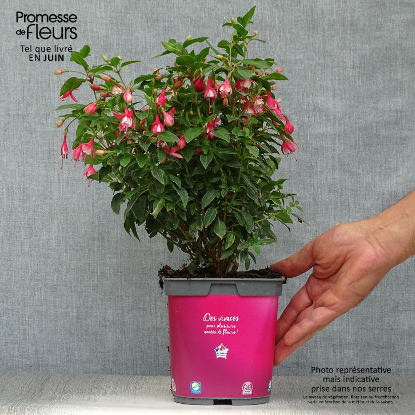 Ejemplar de Fucsia Lady Thumb Maceta 2L/3L entregado en verano