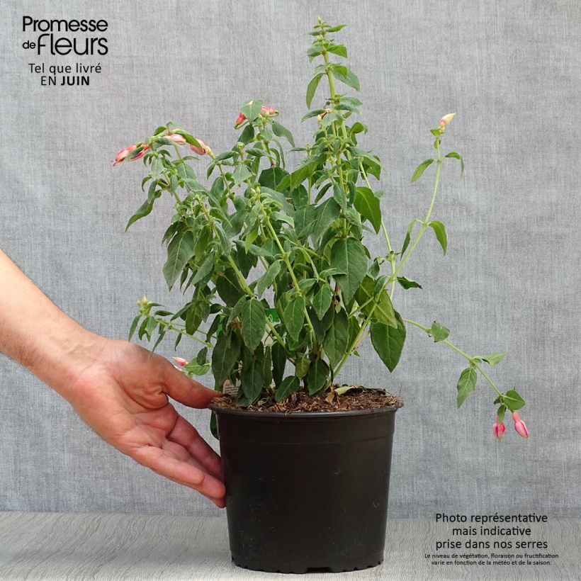 Ejemplar de Fucsia Margaret Maceta 2L/3LAltura de entrega aprox. 30+cm entregado en verano